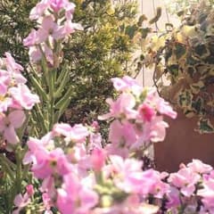 Shino様専用☆のサムネイル