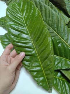びわの葉 びわの葉エキス 健康茶作り  ネコポスいっぱいのサムネイル