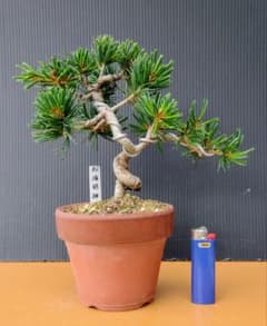 八房五葉松(那須明神)盆栽 m46807663290_1.jpg?1748518080