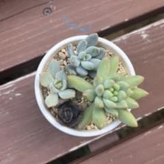多肉植物セット④のサムネイル