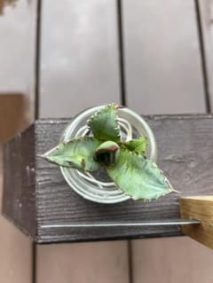 アガベ姫厳竜②のサムネイル