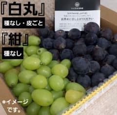 8/19-1　訳あり　白丸&紺　葡萄　ぶどう　果物　くだもの　にん忍葡萄園のサムネイル