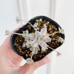 多肉植物 子持ち蓮華 錦 鏡花 抜き苗 11 - メルカリ