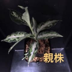 2   アグラオネマ　ラプラスのサムネイル
