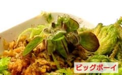 セファロタス Big Boy(ビッグボーイ) 食虫植物 【匿名配送】 - メルカリ