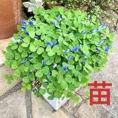 根付き♪幸せのブルークローバー苗♪ミニミニ株♪宿根草多年草♪ブルークローバー⑥ 根付き♪幸せのブルークローバー苗♪ミニ株♪宿根草多年草No.7 - メルカリ