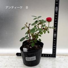 ミニバラ　アンティーケ　コルダーナ　Bのサムネイル
