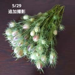 【ほんのお裾分け】5/28採りたて ニゲラ30本　淡いグリーン 切花のサムネイル