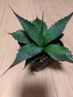 パラサナ　yakyuさん専用のサムネイル