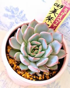 美紫妃 札付きポットごとメルカリ便おらいさん苗ミックスベリア - メルカリ