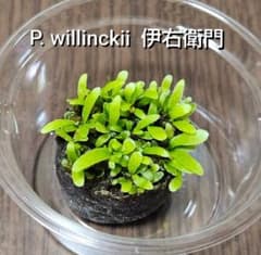 ビカクシダ P. willinckii 伊右衛門 前葉体 胞子体 - メルカリ