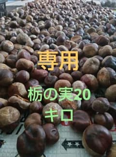 無農薬栃の実24.6キロのサムネイル