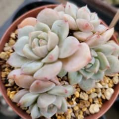 韓国苗 新品種 jongnyo 大群生 抜き苗 - メルカリ