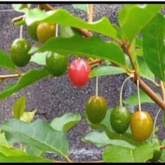 西洋グミの苗木のサムネイル