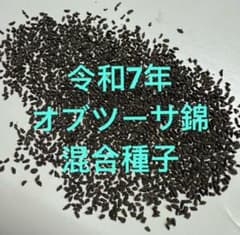オブツーサ錦 混合種子 令和7年産 注文よろしくお願いします^ ^ 多肉植物 ハオルチア 令和7年4-6月採る オブツーサ錦 混合交配種子 100