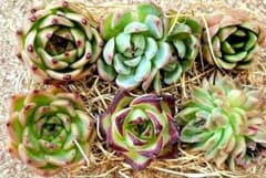 599　ブルードラゴン入り!多肉植物カット苗詰め合わせのサムネイル