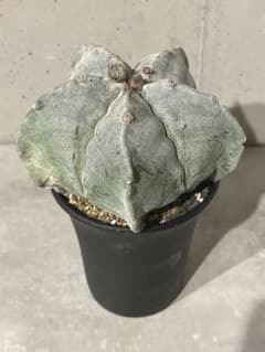 □恩塚ランポー玉/アストロフィツム ストロンギロゴナム塊根部12.5cm