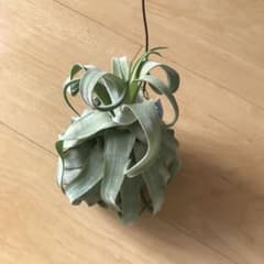 にこさん専用のサムネイル