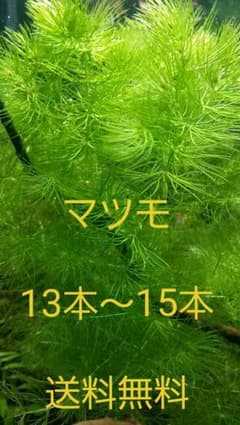 マツモ15㎝～20㎝位　13本～15本のサムネイル
