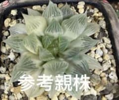 ハオルチア 白蛇伝 葉挿し発根済み - メルカリ