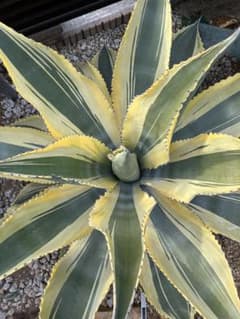 アガベ リップルエフェクト カキコ 抜き苗 - メルカリ