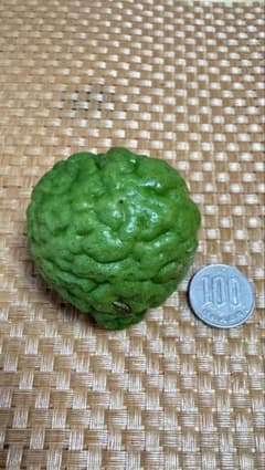 こぶみかんの実　ลูกมะกรูดสดのサムネイル
