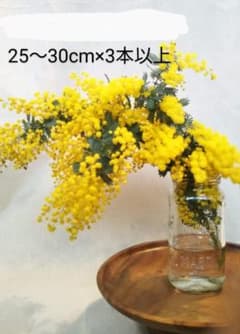 つみたてミモザ　3本以上【送料込み】のサムネイル