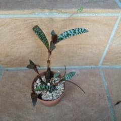 レデボウリア・ソシアリス 多肉植物 抜き苗のサムネイル