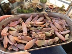 多肉植物 秋麗 葉挿しのサムネイル