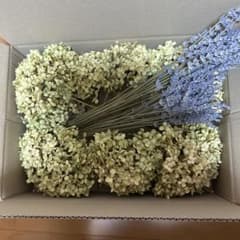 アナベルとラベンダーのドライフラワーのサムネイル