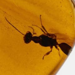 LA495虫入り琥珀化石 ミャンマー カムティかタナイ産 9900万年前