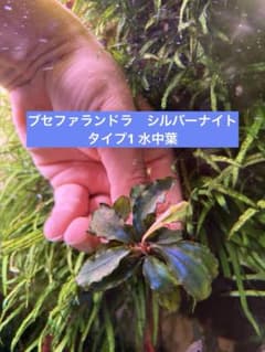 ブセファランドラspシルバーナイト　TYPE 1 水中葉のサムネイル
