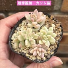 多肉植物♡セダム♡姫秀麗錦 カット苗 - メルカリ