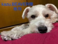 ぬいぐるみ　犬のサムネイル