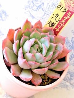 恋煩い札付きポットごとメルカリ便おらいさん苗ミックスベリア - メルカリ