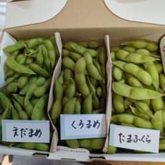 北海道産3種の枝豆☆えだまめ・くろまめ・たまふくらのサムネイル