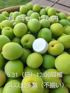 新鮮 青梅 収穫したて 産地直送 No.2のサムネイル