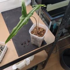 マ*ス様 アロカシア ゼブリナ 芋 5個セットのサムネイル