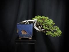 盆栽オークション 真柏 盆栽 半懸崖 山採り 舎利 シャリ芸 - メルカリ