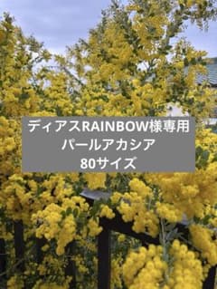 ディアスRAINBOW様専用 パールアカシア 80サイズのサムネイル