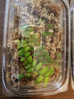 Marcgravia umbellata マルクグラビア ウンベラータ ②のサムネイル
