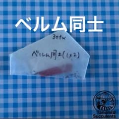 交配種子 ベルム×ベルムのサムネイル