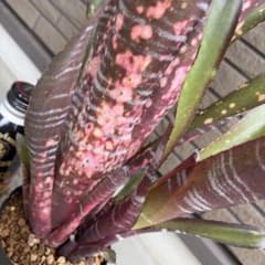 Billbergia Grand Pink 子株付き - メルカリ