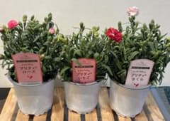 カーネーション　プリティーシリーズ　3鉢セットのサムネイル