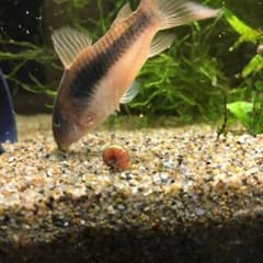 ラムズ ぽちさん専用のサムネイル