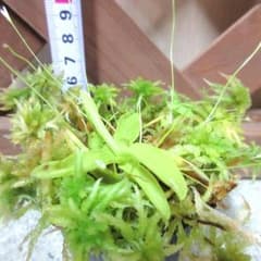 食虫植物 P. primuliflora rose 1株 - メルカリ