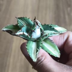 A059 特選 アガベ チタノタ 太陽神錦 極白中斑錦 特白 明錦 極上株