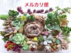 多肉植物 カット苗詰め合わせ 寄せ植えセット 《No.127》エケベリア