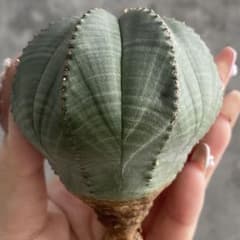 B15646☆オークション☆ 超巨大6.5cm株！ユーフォルビア オベサ - メルカリ