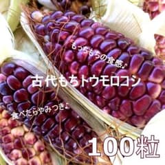 ア*ァ様 ◆昔ながらの古代もちトウモロコシの種【100粒】・固定種・無農不使用のサムネイル